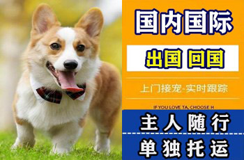 白山市宠物托运公司白山市宠物托运公司白山市宠物托运公司