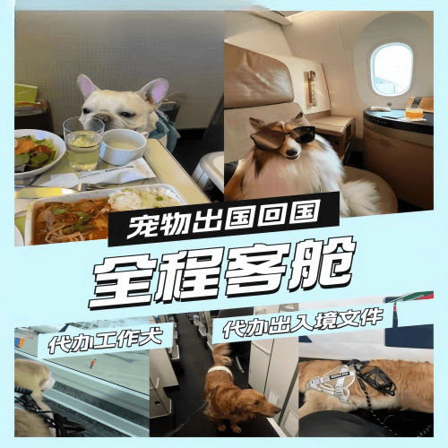 白山市宠物托运到白俄罗斯宠物入境规定和要求